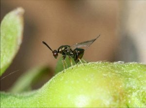 El insecto procede de China y se ha extendido por Europa. :: coag