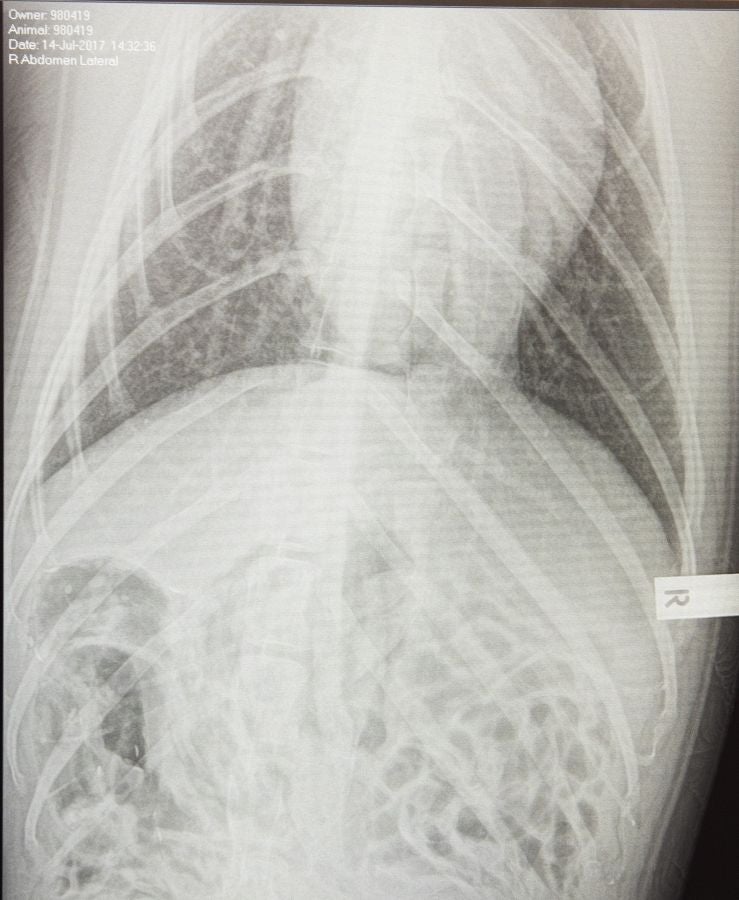 Un veterinario monitoriza la artritis de Tarwin, una foca que se encuentra en el zoológico de Melbourne, Australia. La artritis puede aparecer en gran número de animales envejecidos por eso, el equipo veterinario en el zoológico de Melbourne tiene estrategias para mantener la calidad de vida de los ejemplares afectados. 