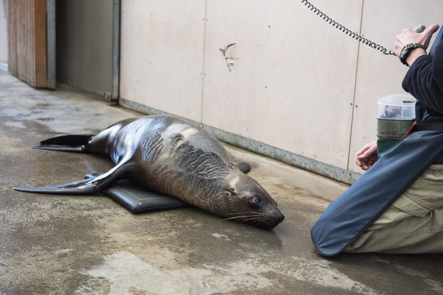 Un veterinario monitoriza la artritis de Tarwin, una foca que se encuentra en el zoológico de Melbourne, Australia. La artritis puede aparecer en gran número de animales envejecidos por eso, el equipo veterinario en el zoológico de Melbourne tiene estrategias para mantener la calidad de vida de los ejemplares afectados. 