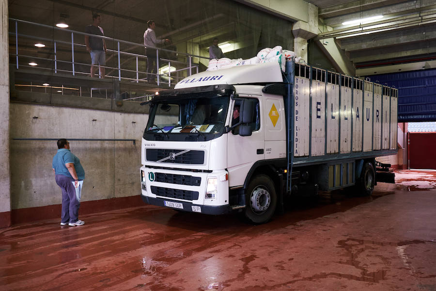 Los primeros toros, los sobreros y los bueyes han llegado a Illunbe para la feria taurina de la Semana Grande donostiarra..