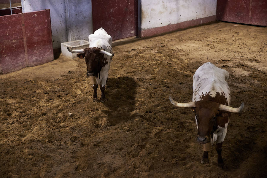 Los primeros toros, los sobreros y los bueyes han llegado a Illunbe para la feria taurina de la Semana Grande donostiarra..