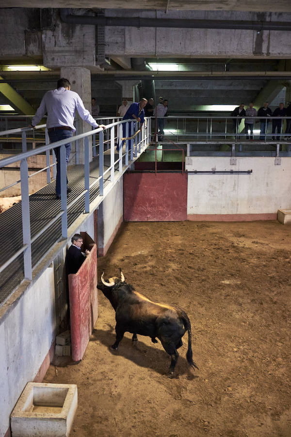 Los primeros toros, los sobreros y los bueyes han llegado a Illunbe para la feria taurina de la Semana Grande donostiarra..