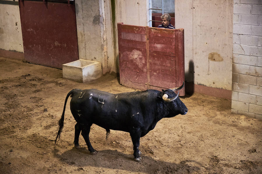 Los primeros toros, los sobreros y los bueyes han llegado a Illunbe para la feria taurina de la Semana Grande donostiarra..
