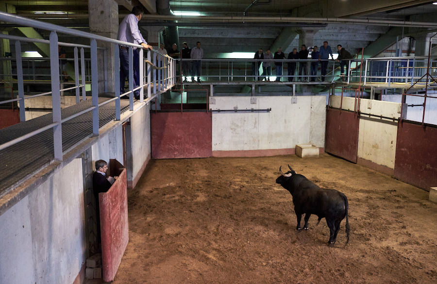 Los primeros toros, los sobreros y los bueyes han llegado a Illunbe para la feria taurina de la Semana Grande donostiarra..