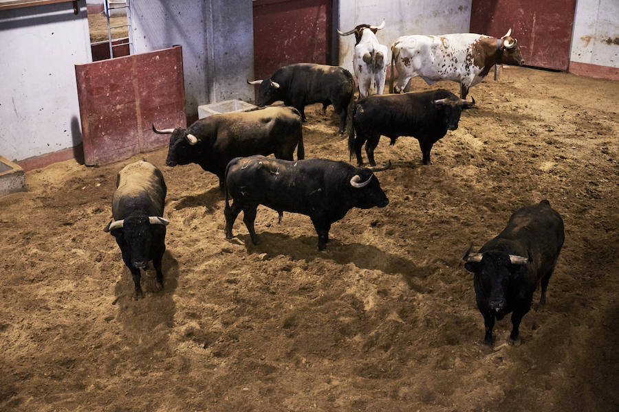 Los primeros toros, los sobreros y los bueyes han llegado a Illunbe para la feria taurina de la Semana Grande donostiarra..
