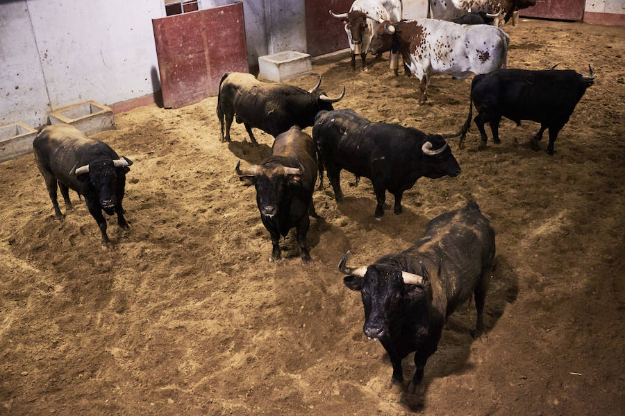 Los primeros toros, los sobreros y los bueyes han llegado a Illunbe para la feria taurina de la Semana Grande donostiarra..