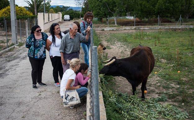 Anulan la pena de muerte a la vaca 'Margarita'