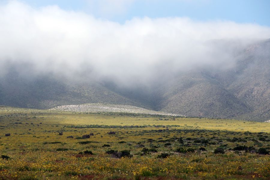 Las intensas y sorpresivas precipitaciones registradas en las regiones del norte de Chile durante los meses del invierno austral dieron paso al deslumbrante desierto florido en Atacama, el más árido y soleado del mundo
