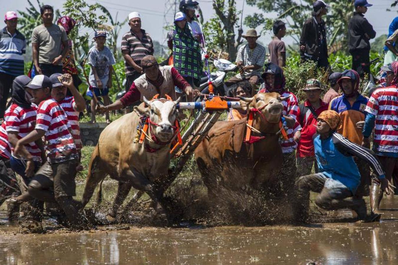 Participantes en una carrera de búfalos en Probolinggo, Java.