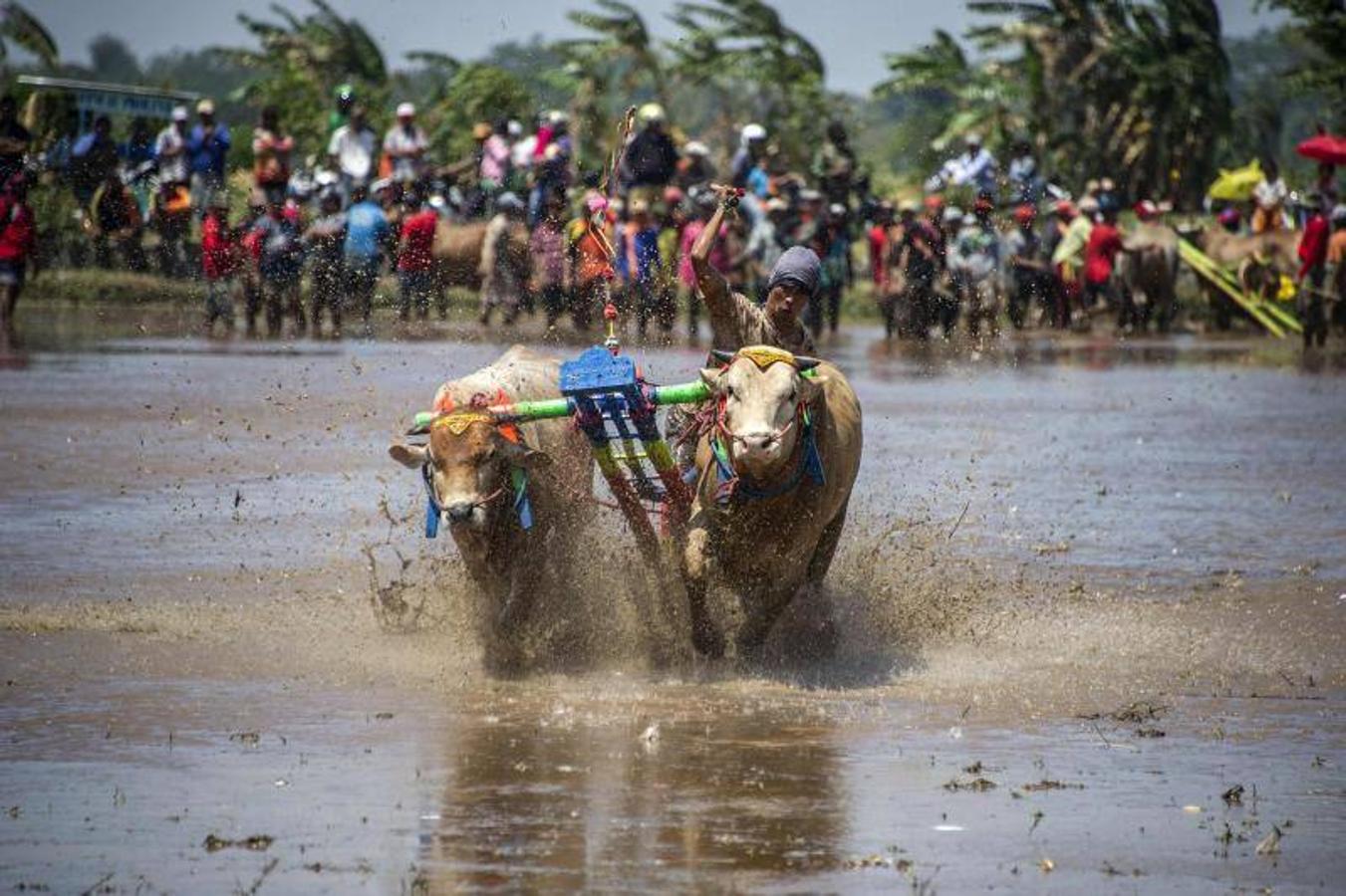 Participantes en una carrera de búfalos en Probolinggo, Java.