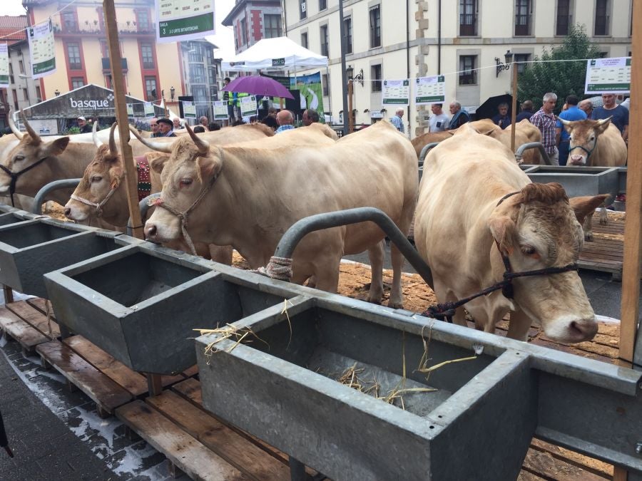 El Concurso de Queso de Pastor es el evento principal de la Feria extraordinaria. 