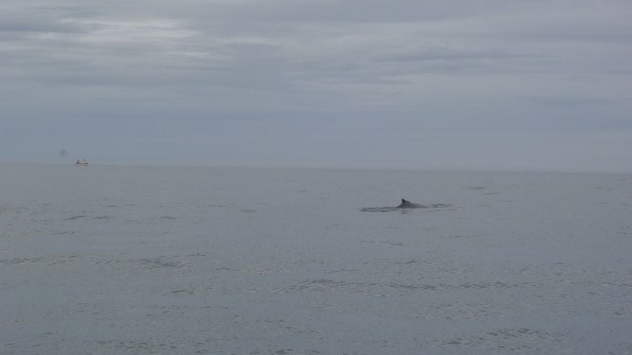Húsavíck es una ciudad marinera al norte de Islandia y es conocida por ser el centro de avistamiento de ballenas.