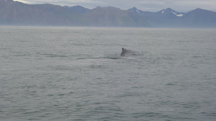 Húsavíck es una ciudad marinera al norte de Islandia y es conocida por ser el centro de avistamiento de ballenas.