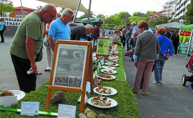 Exposición de ejemplares del Perretxiko Eguna del pasado año. El domingo día 1 de octubre vuelve a Loiola.