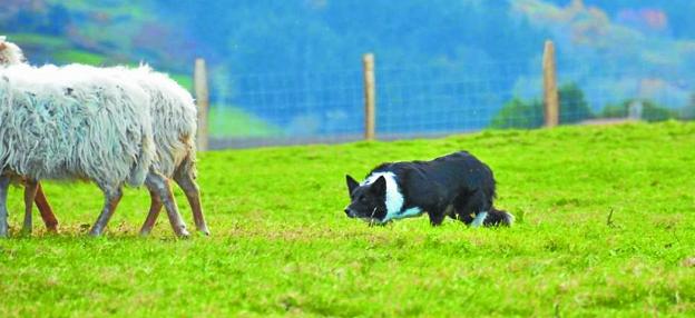 Border Collie. Txakur azkarra, bizkorra, arina, ingurukoen lagun ona eta obedientea dela diote.