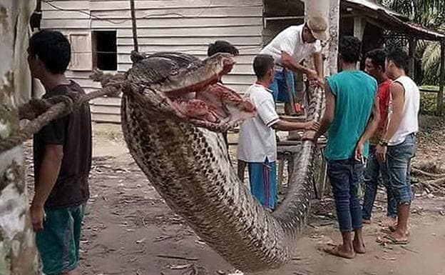 Una serpiente gigante intenta devorar a un hombre y acaba comida por los vecinos