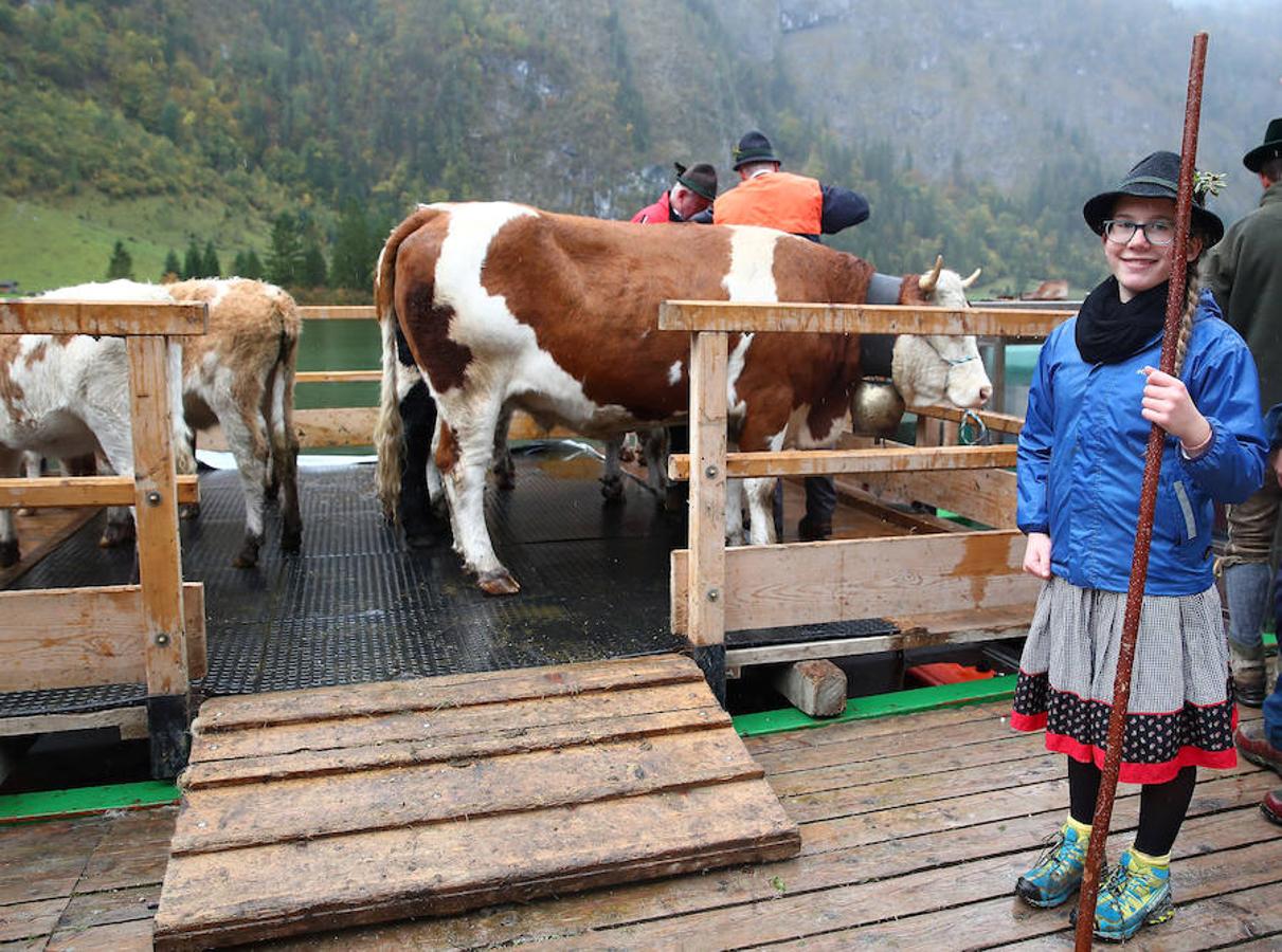 Tras 100 días en los amplios prados de verano del lago de Koegnisse, norte de Baviera, alrededor de 30 ganados vuelven a casa. Los agricultores bárbaros deben trasladar su ganado a un valle estrecho al que solo se puede acceder mediante barco.