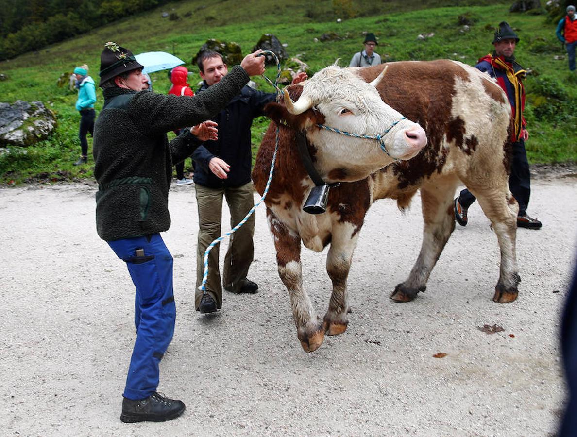 Tras 100 días en los amplios prados de verano del lago de Koegnisse, norte de Baviera, alrededor de 30 ganados vuelven a casa. Los agricultores bárbaros deben trasladar su ganado a un valle estrecho al que solo se puede acceder mediante barco.