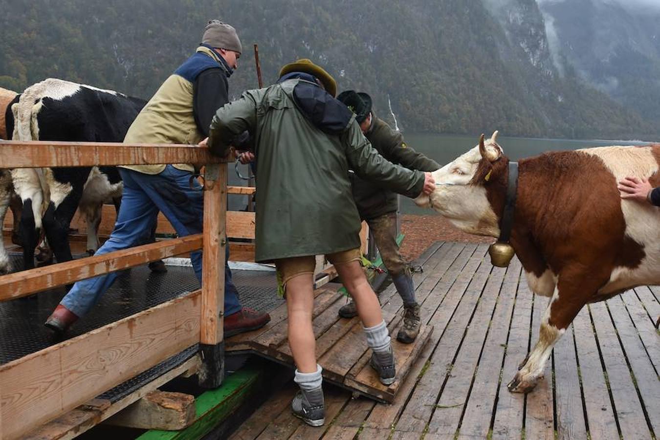 Tras 100 días en los amplios prados de verano del lago de Koegnisse, norte de Baviera, alrededor de 30 ganados vuelven a casa. Los agricultores bárbaros deben trasladar su ganado a un valle estrecho al que solo se puede acceder mediante barco.