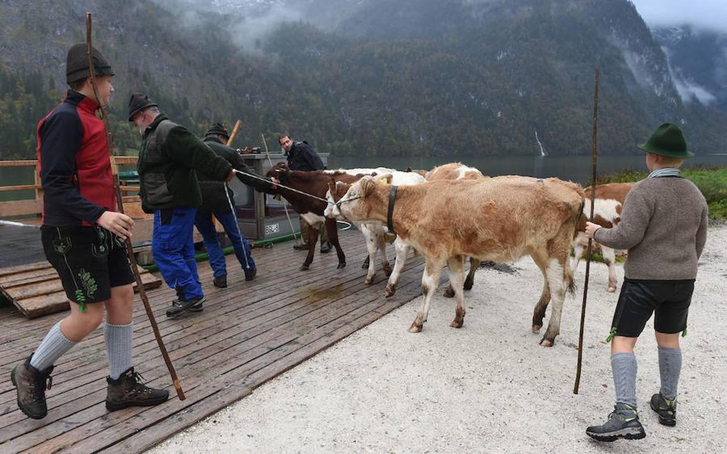 Tras 100 días en los amplios prados de verano del lago de Koegnisse, norte de Baviera, alrededor de 30 ganados vuelven a casa. Los agricultores bárbaros deben trasladar su ganado a un valle estrecho al que solo se puede acceder mediante barco.