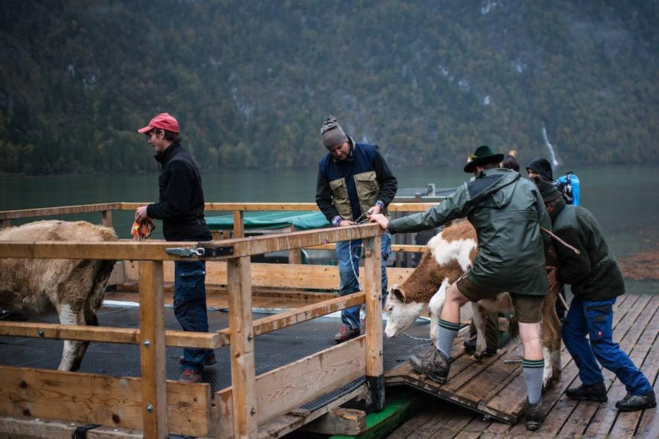 Tras 100 días en los amplios prados de verano del lago de Koegnisse, norte de Baviera, alrededor de 30 ganados vuelven a casa. Los agricultores bárbaros deben trasladar su ganado a un valle estrecho al que solo se puede acceder mediante barco.