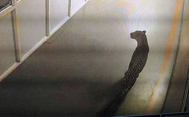 Un escurridizo leopardo obliga a detener la producción en una fábrica automovilística india