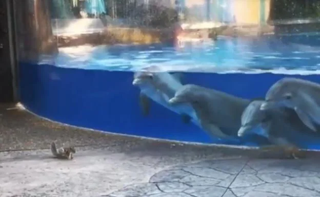 Estos delfines alucinan al ver a unas ardillas merodear junto a ellos