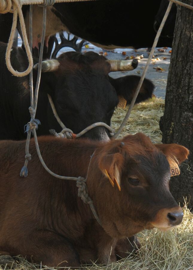 Feria Rural en Errenteria