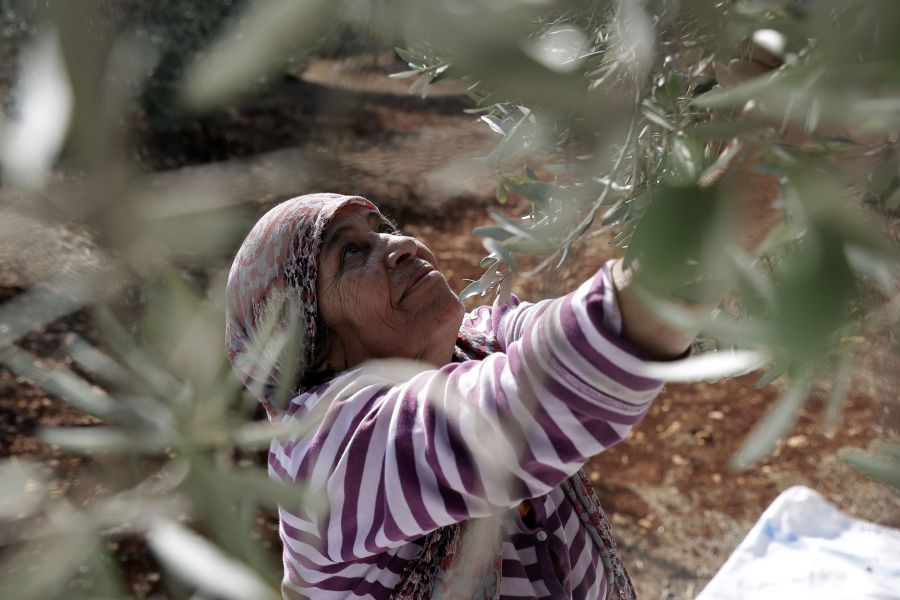 La producción de aceite de oliva de Líbano oscila entre 10,000 y 30,000 toneladas de aceite de oliva anualmente dependiendo del cultivo