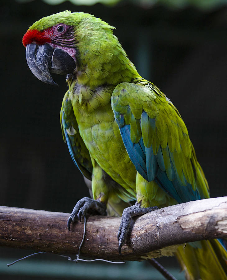 El Zoológico Nacional de Nicaragua se encuentra en Managua, la capital del país. Aquí el Centro de Rescate de la Fauna Silvestre cuida de unos mil animales de 90 especies. 