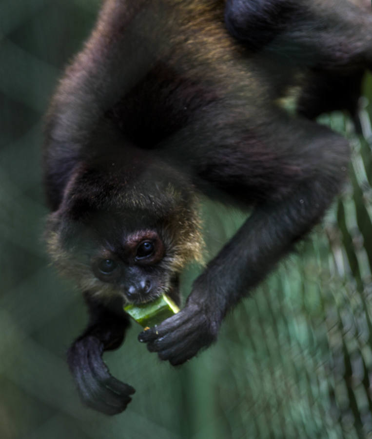 El Zoológico Nacional de Nicaragua se encuentra en Managua, la capital del país. Aquí el Centro de Rescate de la Fauna Silvestre cuida de unos mil animales de 90 especies. 