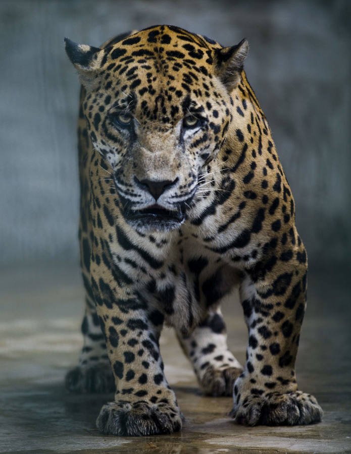 El Zoológico Nacional de Nicaragua se encuentra en Managua, la capital del país. Aquí el Centro de Rescate de la Fauna Silvestre cuida de unos mil animales de 90 especies. 