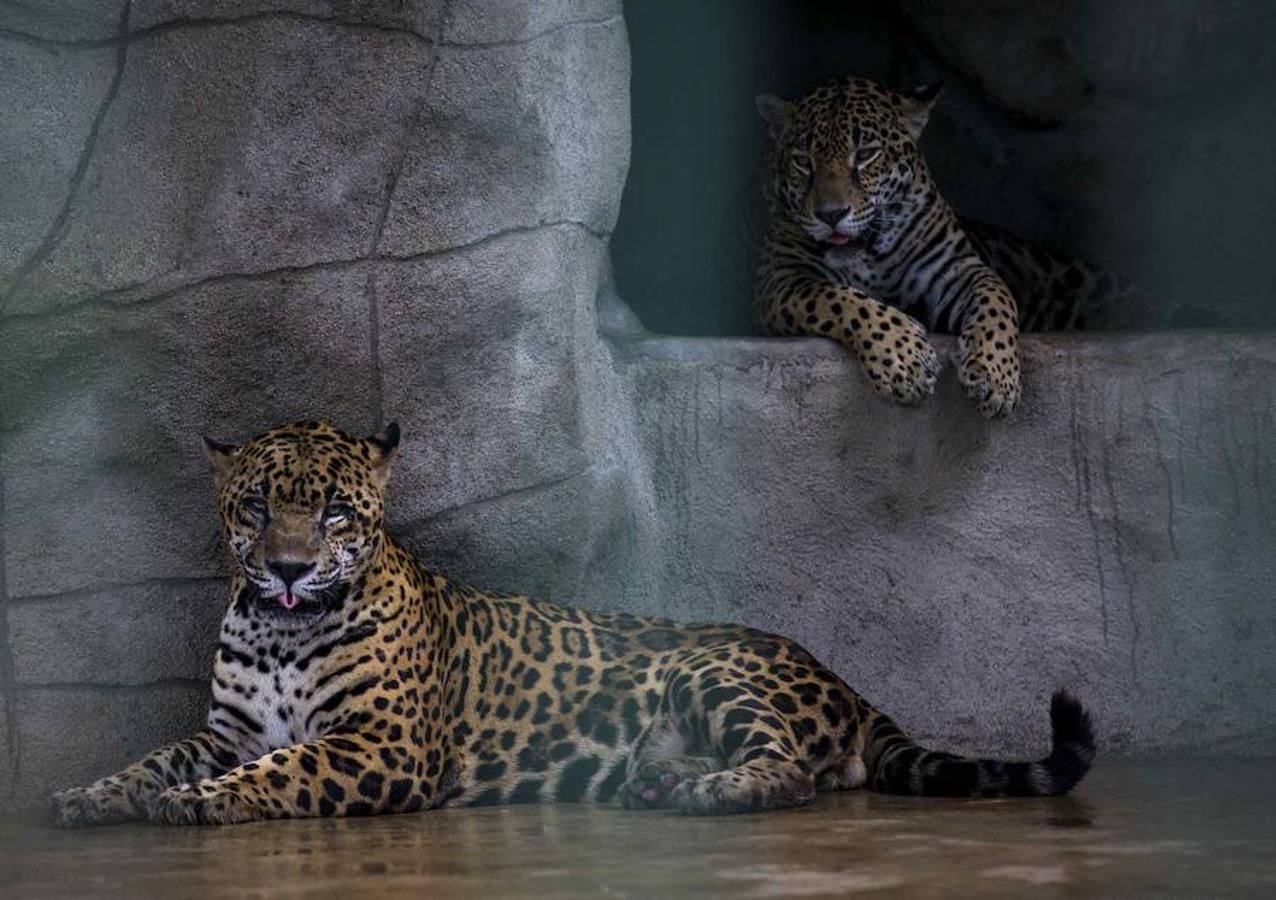 El Zoológico Nacional de Nicaragua se encuentra en Managua, la capital del país. Aquí el Centro de Rescate de la Fauna Silvestre cuida de unos mil animales de 90 especies. 