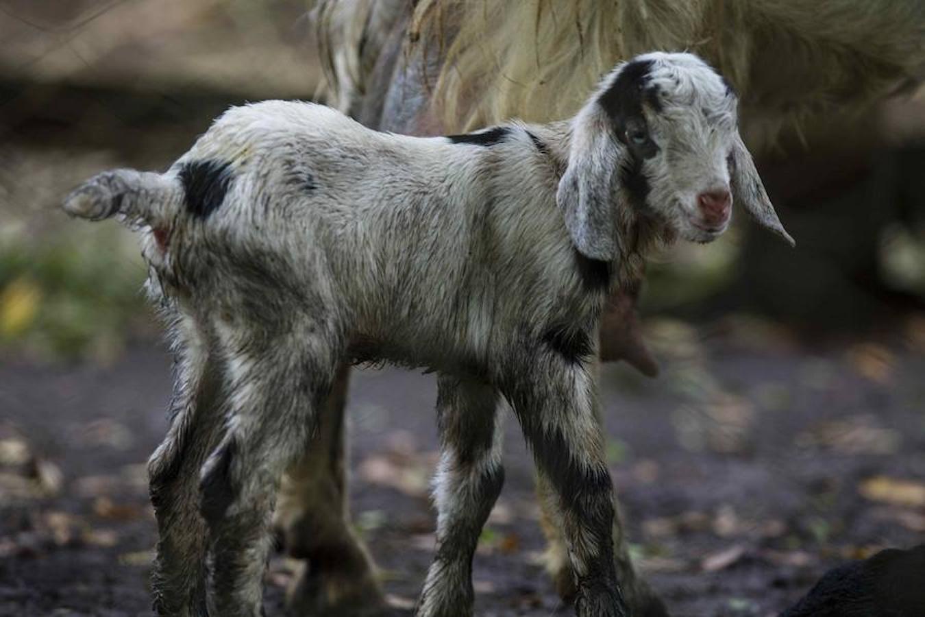 El Zoológico Nacional de Nicaragua se encuentra en Managua, la capital del país. Aquí el Centro de Rescate de la Fauna Silvestre cuida de unos mil animales de 90 especies. 