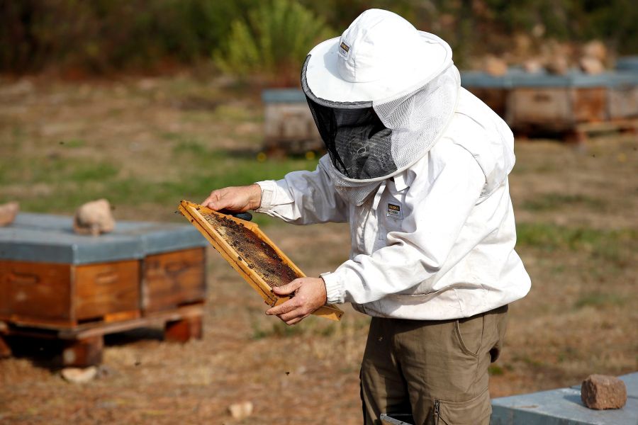 Cerca del 30% de las colonias de abejas desaparecen cada año en Francia debido al uso de pesticidas y la plaga del avispón gigante asiático.