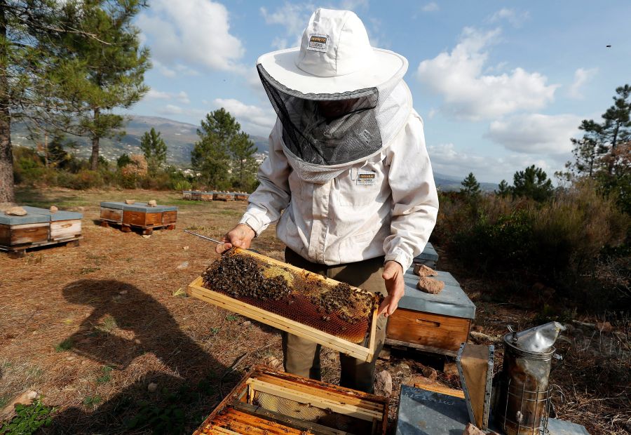 Cerca del 30% de las colonias de abejas desaparecen cada año en Francia debido al uso de pesticidas y la plaga del avispón gigante asiático.