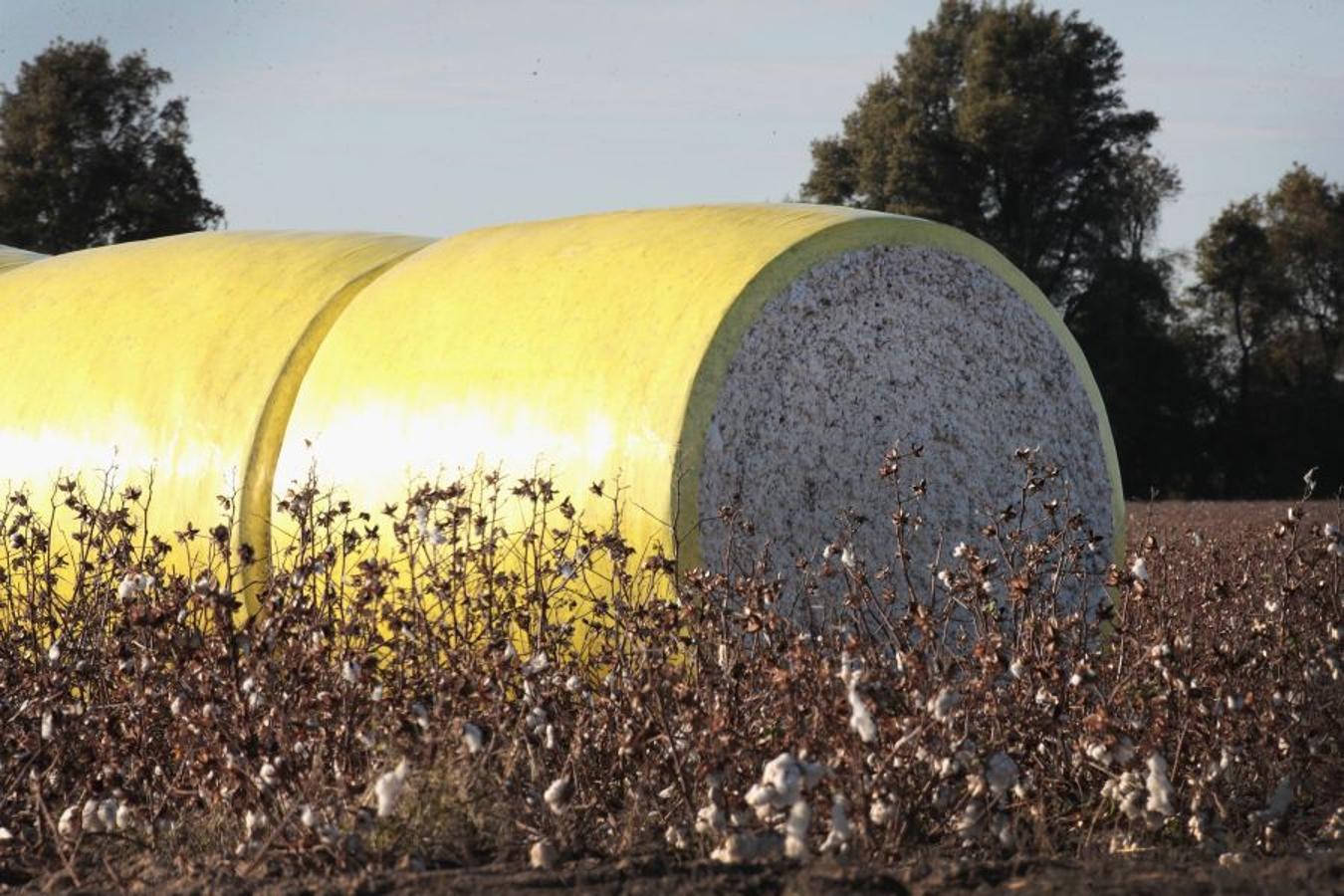 A pesar de los daños sufridos en la cosecha de algodón en EEUU debido al huracán Harvey, se espera que la producción de algodón exceda los niveles del año pasado