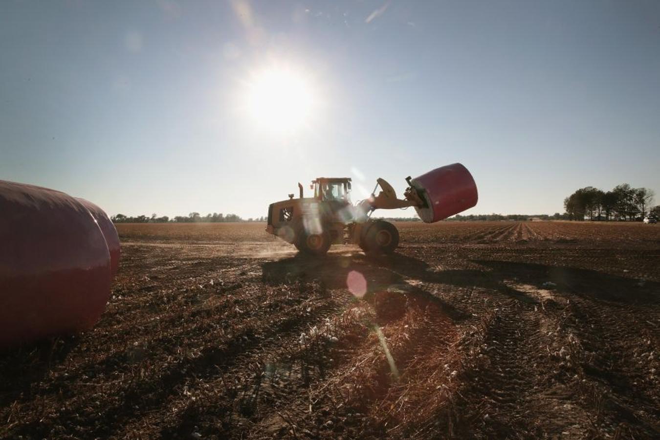 A pesar de los daños sufridos en la cosecha de algodón en EEUU debido al huracán Harvey, se espera que la producción de algodón exceda los niveles del año pasado