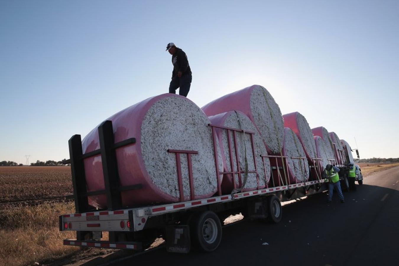 A pesar de los daños sufridos en la cosecha de algodón en EEUU debido al huracán Harvey, se espera que la producción de algodón exceda los niveles del año pasado