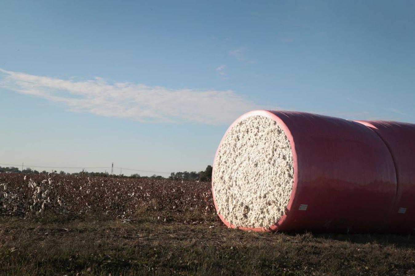 A pesar de los daños sufridos en la cosecha de algodón en EEUU debido al huracán Harvey, se espera que la producción de algodón exceda los niveles del año pasado