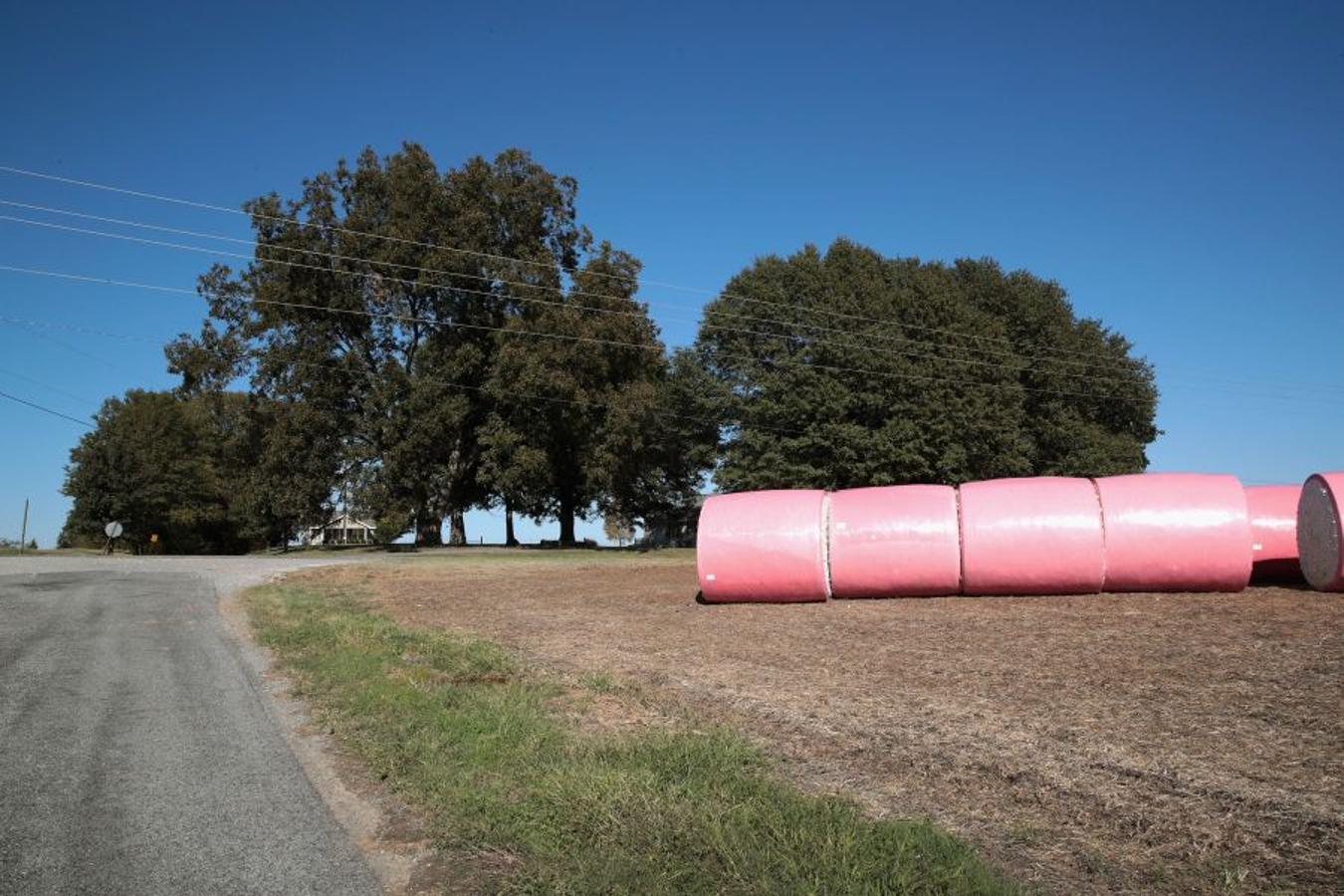 A pesar de los daños sufridos en la cosecha de algodón en EEUU debido al huracán Harvey, se espera que la producción de algodón exceda los niveles del año pasado