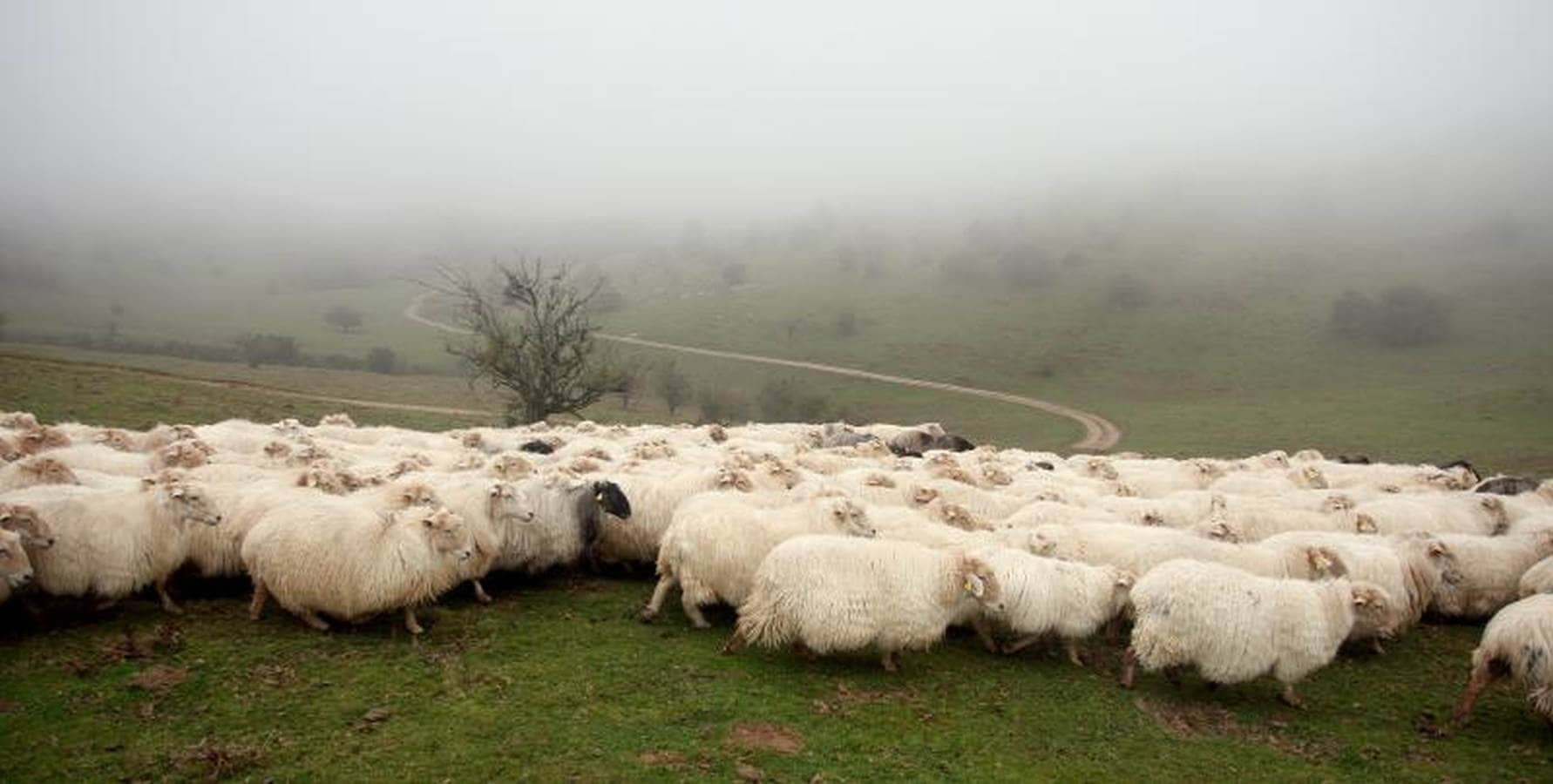 Jóvenes pastores y ganaderos de Tolosaldea y Goierri apuestan por continuar trabajando y viviendo en la sierra con sus rebaños y animales