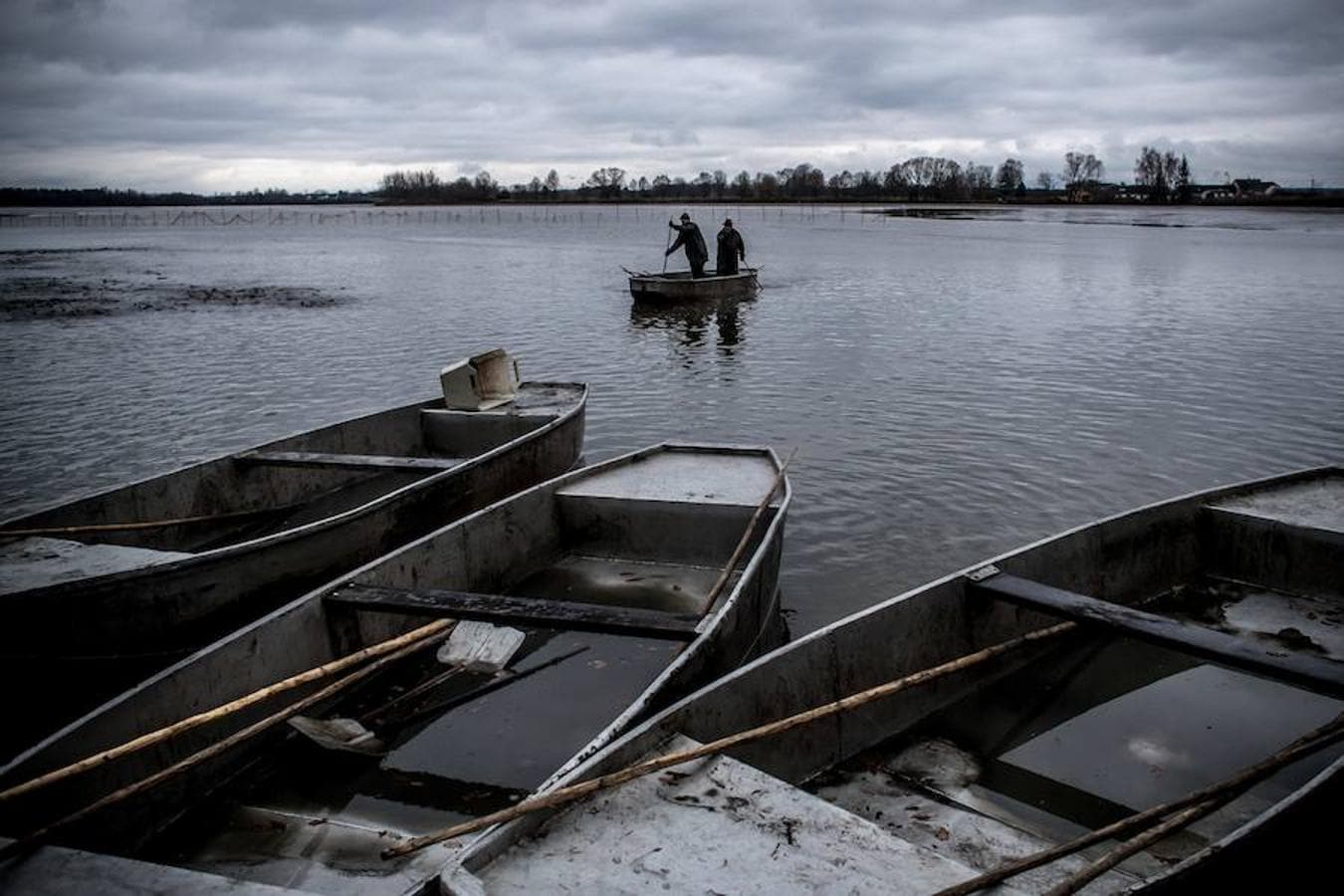 Los pescadores llevan a cabo la tradicional pesca de arrastre de la carpa en el estanque Bohemian en Trebon, República Checa. La pesca de la carpa se produce cada año en el periodo otoñal en la región del sur de Bohemian con la intención de vender toda la pesca antes de navidad ya que esta especie forma parte de la cocina tradicional checa.