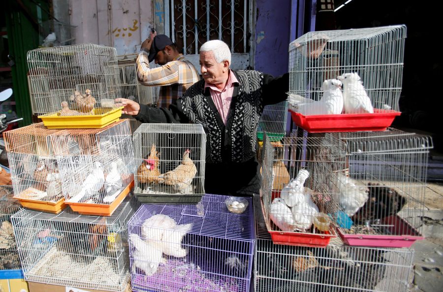 Todos los viernes el mercado de animales de Baghdad se convierte en un espectáculo lleno de vida