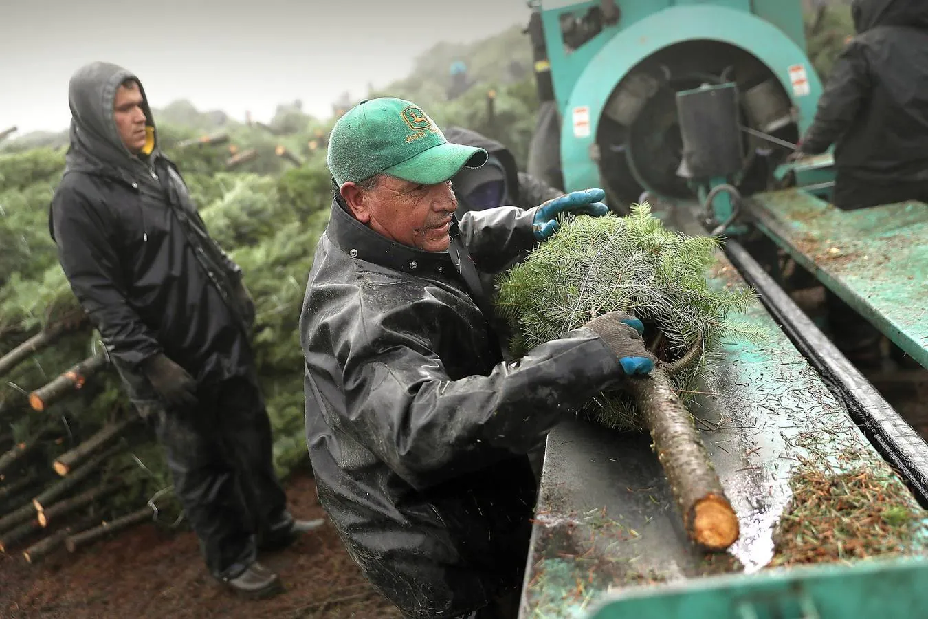 En Oregon se encuentra una de las mayores plantaciones de abetos que ya están preparados para ser cortados y decorar las casas estadounidenses.