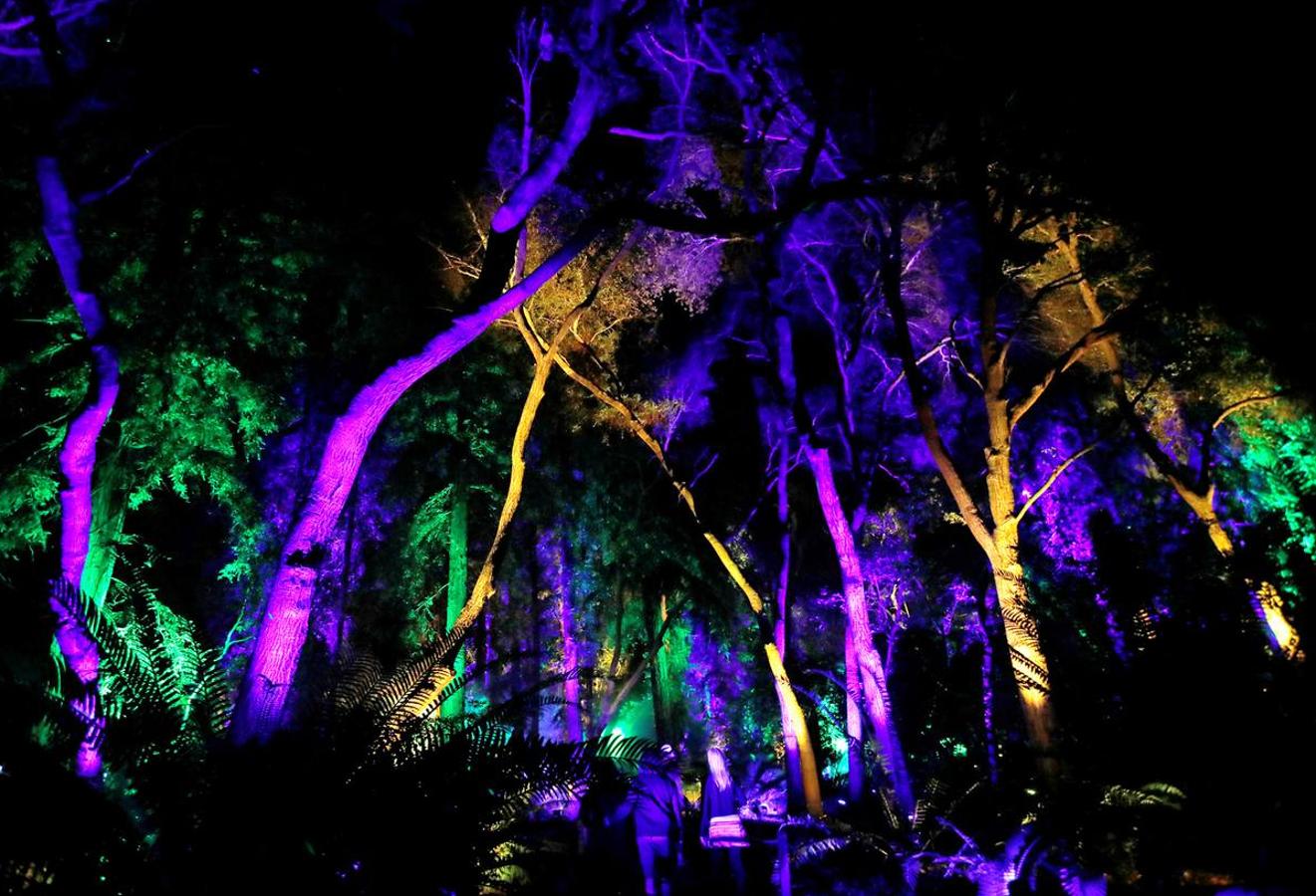 La exhibición 'Encantado: Bosque de luz' ilumina la ciudad americana. Un espectáculo interactivo a través de una experiencia única. 