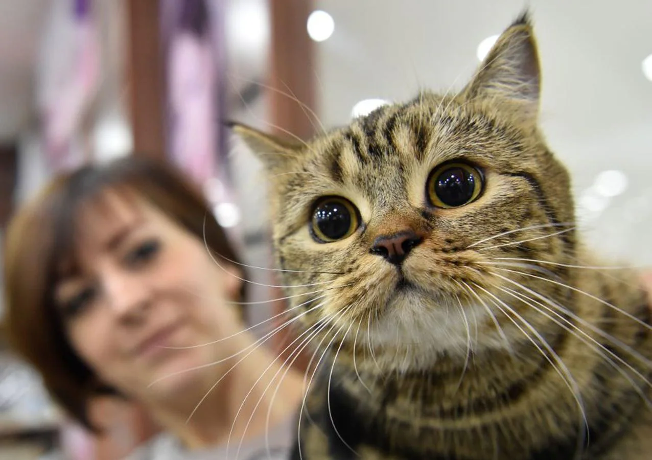 Exhibición de gatitos en Bishkek