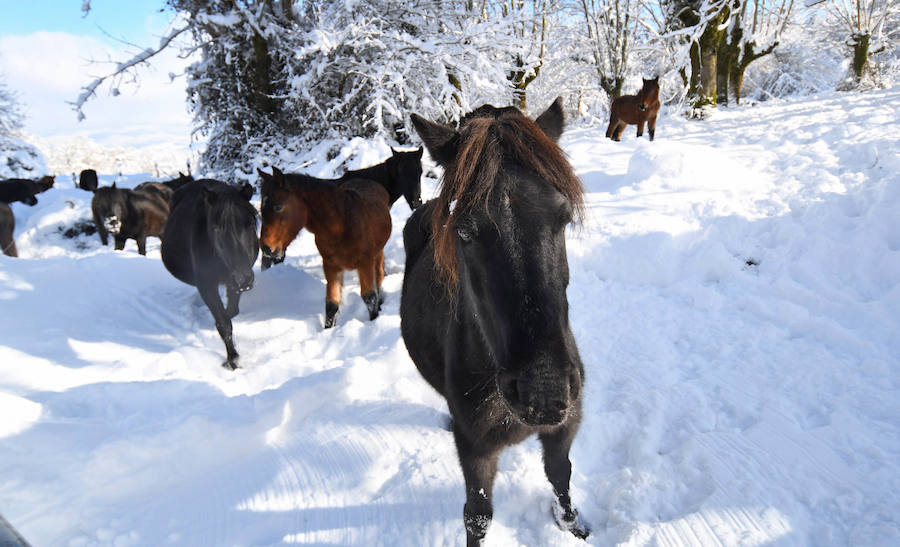 La nieve ha dejado este domingo bellas estampas invernales y familiares en la zona de Aralar, Baraibar y Lekunberri.