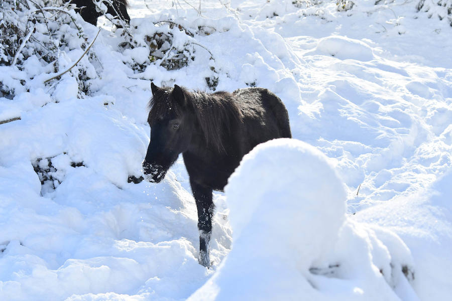 La nieve ha dejado este domingo bellas estampas invernales y familiares en la zona de Aralar, Baraibar y Lekunberri.