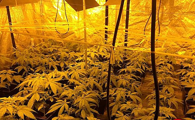 Un intento de robo destapa una plantación de marihuana en un pabellón de Urnieta